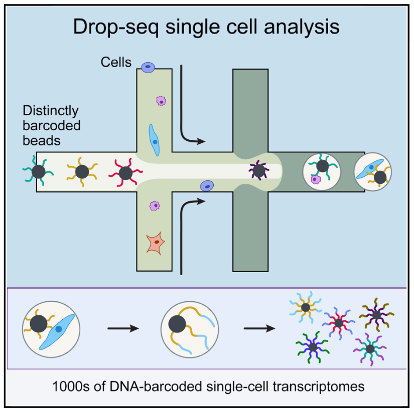 Schematic overview of the drop-seq method (Image taken from Macosko et al)