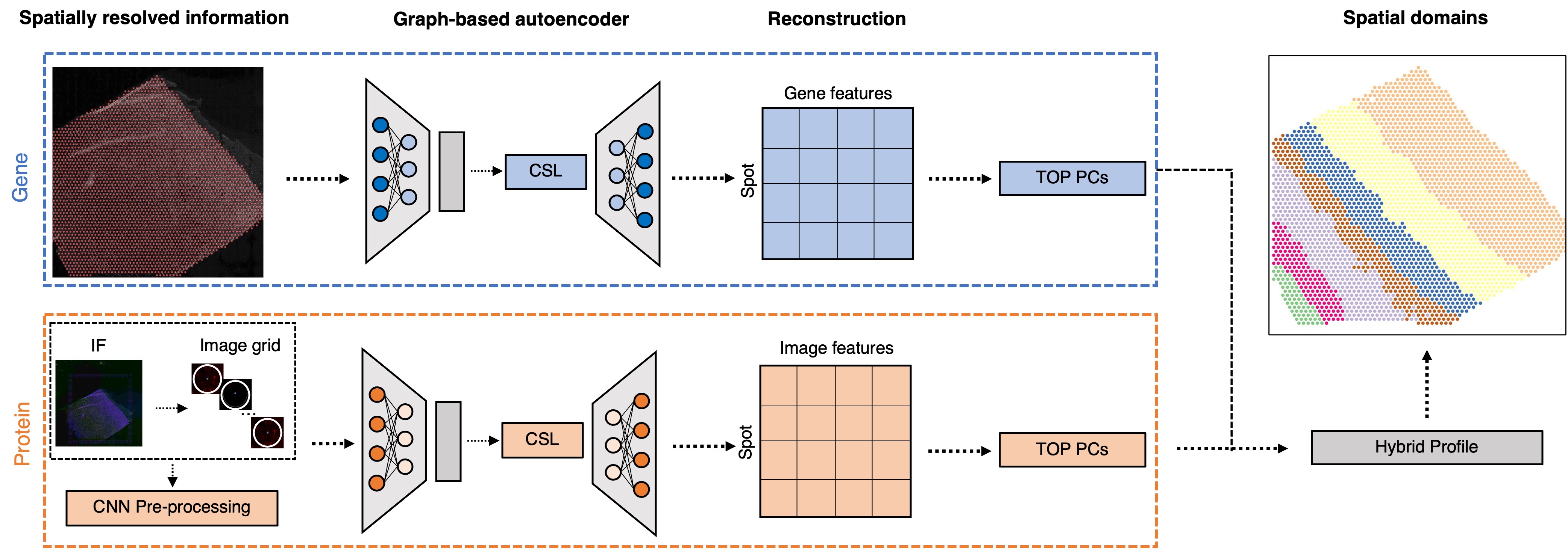 Predicting discrete spatial domains using spatial multi-omics data (Yao et al., 2025, Genome Research)